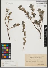 Foto von Salix repens L.